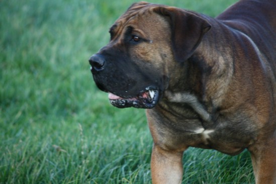 BOERBOEL REU OKKE 16MND 092