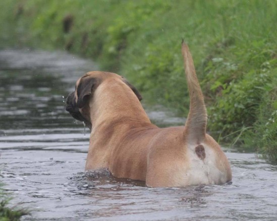 Immermoed Mama Loe - Boerboel teef