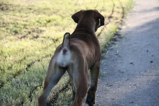 Boerboel Teef Immermoed Ushi